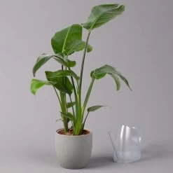 Strelitzia Nicolai, Topf-Ø 17 Cm, Höhe Ca. 55 Cm -Pflanzen Paradies Verkauf 0210104742 Strelitzia nicolai T17 3