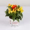 Capsicum 'Mambo Yellow Red', Topf-Ø 10,5, 6er-Set -Pflanzen Paradies Verkauf 0210104752 Capsicum anuum Mambo Yellow Red T10 5 6er Set WS 1