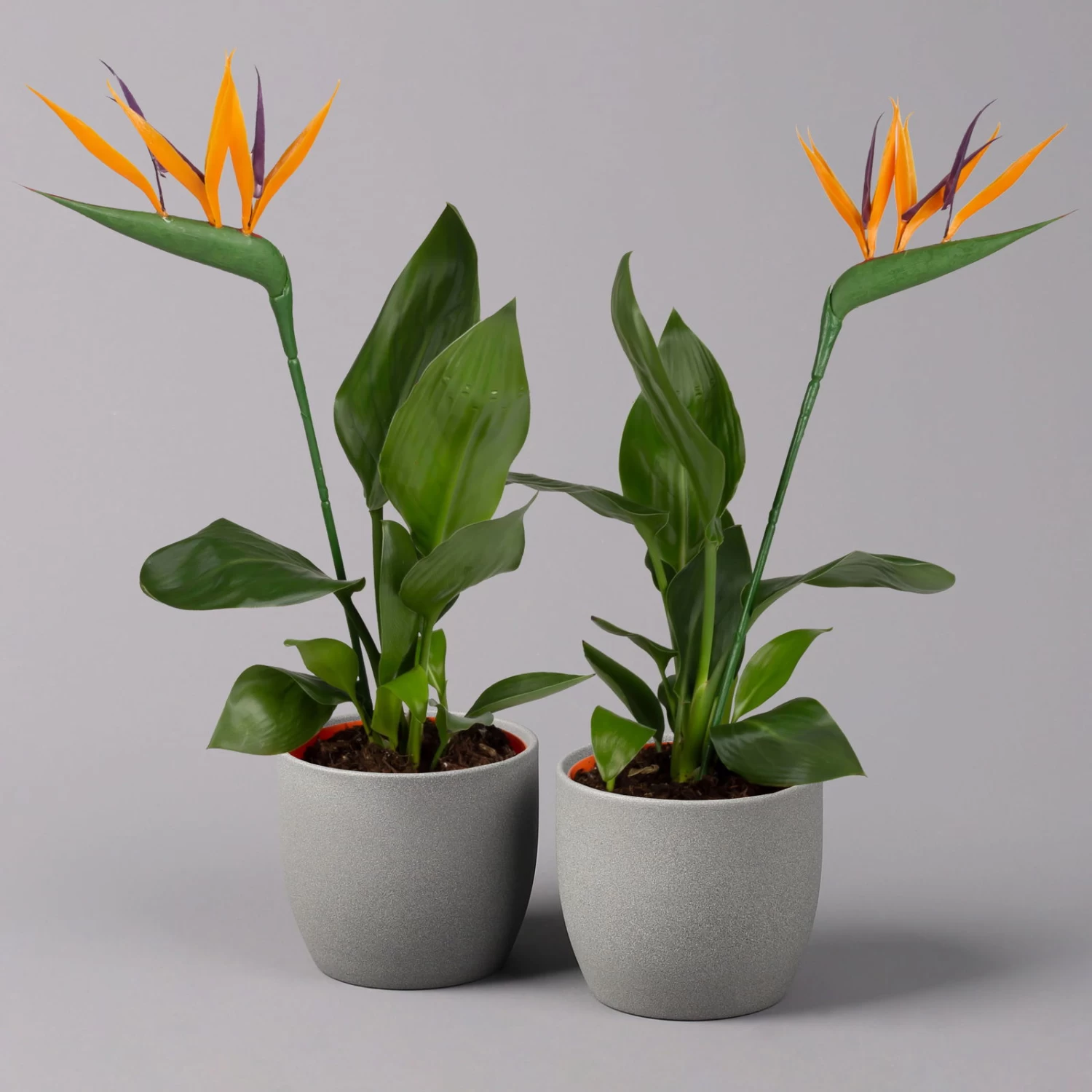 Strelitzia Reginae, Inkl. Kunstblüte, Topf-Ø 13 Cm, Höhe Ca. 40 Cm, 2er-Set 3 Strelitzia Reginae, Inkl. Kunstblüte, Topf-Ø 13 Cm, Höhe Ca. 40 Cm, 2er-Set
