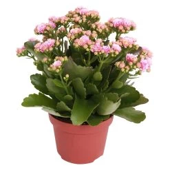 Kalanchoe 'Calandiva'®, Rosa-weiß, Topf-Ø 12 Cm, Höhe Ca. 27,5 Cm, 6er-Set -Pflanzen Paradies Verkauf 0210350156 Kalanchoe Cal rosa weiss