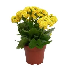 Kalanchoe 'Calandiva'®, Gelb, Topf-Ø 12 Cm, Höhe Ca. 27,5 Cm, 6er-Set -Pflanzen Paradies Verkauf 0210350157 Kalanchoe Cal gelb