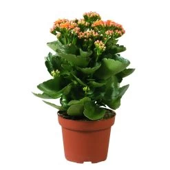 Kalanchoe 'Calandiva'®, Orange, Topf-Ø 12 Cm, Höhe Ca. 27,5 Cm, 6er-Set -Pflanzen Paradies Verkauf 0210350158 Kalanchoe Cal orange