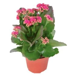Kalanchoe 'Calandiva'®, Violett, Topf-Ø 12 Cm, Höhe Ca. 27,5 Cm, 6er-Set -Pflanzen Paradies Verkauf 0210350159 Kalanchoe cal violett