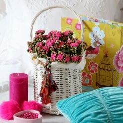 Kalanchoe 'Calandiva'®, Violett, Topf-Ø 12 Cm, Höhe Ca. 27,5 Cm, 6er-Set -Pflanzen Paradies Verkauf 0210350159 Kalanchoe cal violett2