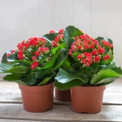 Kalanchoe 'Calandiva'®, Rot, Topf-Ø 12 Cm, Höhe Ca. 27,5 Cm, 6er-Set 15 Kalanchoe 'Calandiva'®, Rot, Topf-Ø 12 Cm, Höhe Ca. 27,5 Cm, 6er-Set -Pflanzen Paradies Verkauf 0210350161 Kalanchoe Cal rot 12 cm T H 26cm1
