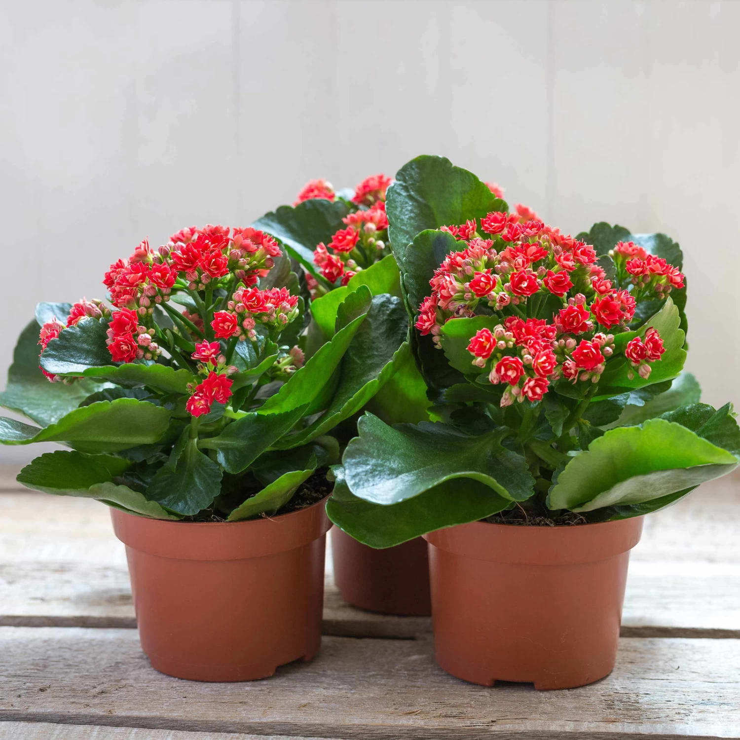 Kalanchoe 'Calandiva'®, Rot, Topf-Ø 12 Cm, Höhe Ca. 27,5 Cm, 6er-Set 7 Kalanchoe 'Calandiva'®, Rot, Topf-Ø 12 Cm, Höhe Ca. 27,5 Cm, 6er-Set – Bild 5