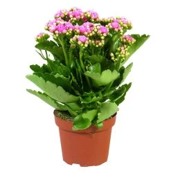 Kalanchoe 'Calandiva'®, Rosa, Topf-Ø 12 Cm, Höhe Ca. 27,5 Cm, 6er-Set -Pflanzen Paradies Verkauf 0210350167 Kalanchoe Cal rosa