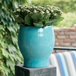 Kalanchoe 'Calandiva'®, Weiß, Topf-Ø 12 Cm, Höhe Ca. 27,5 Cm, 6er-Set -Pflanzen Paradies Verkauf 0210350168 Kalanchoe Cal weiss1