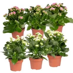 Kalanchoe 'Calandiva'®, Weiß & Rosa, Topf-Ø 12 Cm, Höhe Ca. 20-30 Cm, 6er-Set