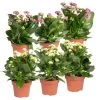 Kalanchoe 'Calandiva'®, Weiß&violett, Topf-Ø 12 Cm, Höhe Ca. 20-30 Cm, 6er-Set -Pflanzen Paradies Verkauf 0210350368 Kalanchoe weiss violett 6er Set 3xweiss 3xviolett
