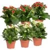 Kalanchoe 'Calandiva'®, Weiß & Rot, Topf-Ø 12 Cm, Höhe Ca. 20-30 Cm, 6er-Set -Pflanzen Paradies Verkauf 0210350370 Kalanchoe weiss rot 6er Set 3xweiss 3xrot
