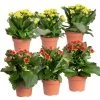 Kalanchoe 'Calandiva'®, Rot&gelb, Topf Topf-Ø 12 Cm, Höhe Ca. 20-30cm, 6er-Set -Pflanzen Paradies Verkauf 0210350371 Kalanchoe rot gelb 6er Set 3xrot 3xgelb