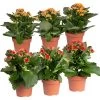 Kalanchoe 'Calandiva'®, Rot&orange, Topf-Ø 12 Cm, Höhe Ca. 20-30 Cm, 6er-Set -Pflanzen Paradies Verkauf 0210350372 Kalanchoe rot orange 6er Set 3xrot 3xorange