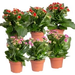 Kalanchoe 'Calandiva'®, Rot&violett, Topf-Ø 12 Cm, Höhe Ca. 20-30 Cm, 6er-Set