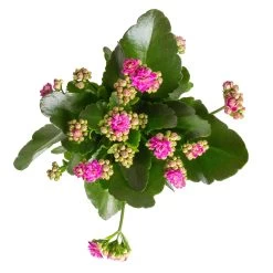 Kalanchoe 'Calandiva'®, Violett, Topf-Ø 12 Cm, Höhe Ca. 27,5 Cm, 6er-Set -Pflanzen Paradies Verkauf 0210350382 Kalanchoe violett 6er Set 6xviolett 1 2