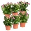 Kalanchoe 'Calandiva'®, Violett, Topf-Ø 12 Cm, Höhe Ca. 27,5 Cm, 6er-Set 2 Kalanchoe 'Calandiva'®, Violett, Topf-Ø 12 Cm, Höhe Ca. 27,5 Cm, 6er-Set -Pflanzen Paradies Verkauf 0210350382 Kalanchoe violett 6er Set 6xviolett 2