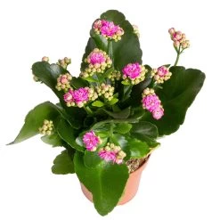 Kalanchoe 'Calandiva'®, Rot&violett, Topf-Ø 12 Cm, Höhe Ca. 20-30 Cm, 6er-Set -Pflanzen Paradies Verkauf 0210350382 Kalanchoe violett 6er Set 6xviolett 3