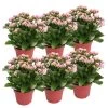 Kalanchoe 'Calandiva'®, Rosa-weiß, Topf-Ø 12 Cm, Höhe Ca. 27,5 Cm, 6er-Set 1 Kalanchoe 'Calandiva'®, Rosa-weiß, Topf-Ø 12 Cm, Höhe Ca. 27,5 Cm, 6er-Set -Pflanzen Paradies Verkauf 0210350383 Kalanchoe cal rosa weiss 6er Set 6xrosa weiss