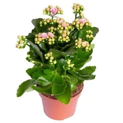 Kalanchoe 'Calandiva'®, Rosa-weiß, Topf-Ø 12 Cm, Höhe Ca. 27,5 Cm, 6er-Set -Pflanzen Paradies Verkauf 0210350383 Kalanchoe rosa weiss 6er Set 6xrosa weiss 1
