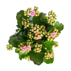 Kalanchoe 'Calandiva'®, Rosa-weiß, Topf-Ø 12 Cm, Höhe Ca. 27,5 Cm, 6er-Set -Pflanzen Paradies Verkauf 0210350383 Kalanchoe rosa weiss 6er Set 6xrosa weiss 2