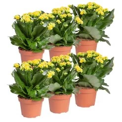 Kalanchoe 'Calandiva'®, Gelb, Topf-Ø 12 Cm, Höhe Ca. 27,5 Cm, 6er-Set -Pflanzen Paradies Verkauf 0210350384 Kalanchoe gelb 6er Set 6xgelb 1