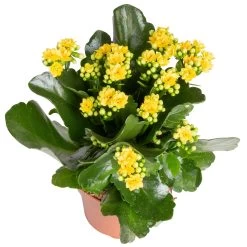 Kalanchoe 'Calandiva'®, Gelb, Topf-Ø 12 Cm, Höhe Ca. 27,5 Cm, 6er-Set -Pflanzen Paradies Verkauf 0210350384 Kalanchoe gelb 6er Set 6xgelb 2 2