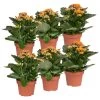 Kalanchoe 'Calandiva'®, Orange, Topf-Ø 12 Cm, Höhe Ca. 27,5 Cm, 6er-Set -Pflanzen Paradies Verkauf 0210350385 Kalanchoe orange 6er Set 6xorange 1