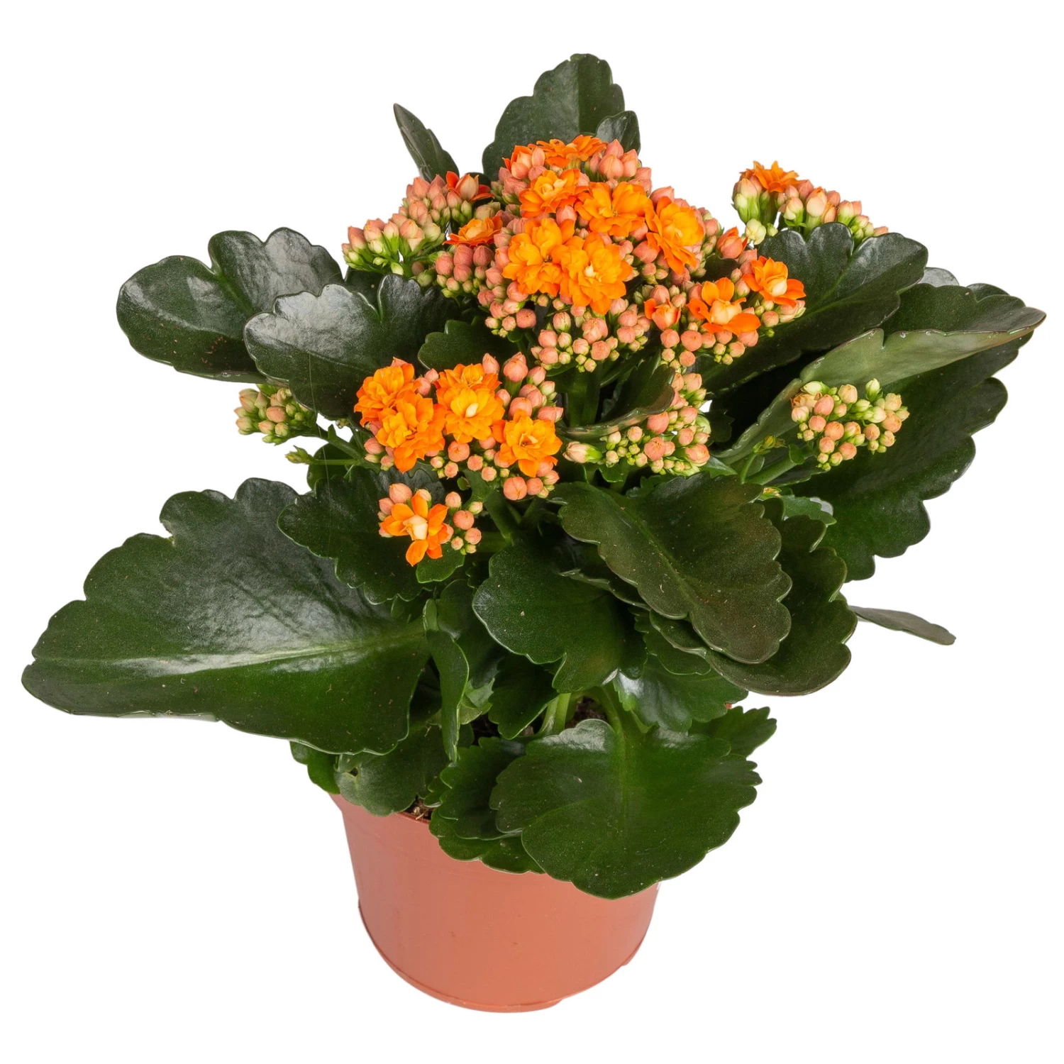 Kalanchoe 'Calandiva'®, Gelb&orange, Topf-Ø 12 Cm, Höhe Ca. 20-30 Cm, 6er-Set 5 Kalanchoe 'Calandiva'®, Gelb&orange, Topf-Ø 12 Cm, Höhe Ca. 20-30 Cm, 6er-Set – Bild 3