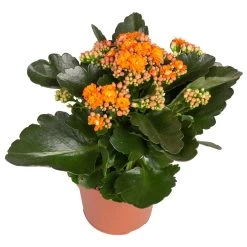 Kalanchoe 'Calandiva'®, Rot&orange, Topf-Ø 12 Cm, Höhe Ca. 20-30 Cm, 6er-Set -Pflanzen Paradies Verkauf 0210350385 Kalanchoe orange 6er Set 6xorange 2