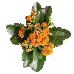 Kalanchoe 'Calandiva'®, Orange, Topf-Ø 12 Cm, Höhe Ca. 27,5 Cm, 6er-Set -Pflanzen Paradies Verkauf 0210350385 Kalanchoe orange 6er Set 6xorange 3 1