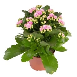 Kalanchoe 'Calandiva'®, Weiß & Rosa, Topf-Ø 12 Cm, Höhe Ca. 20-30 Cm, 6er-Set -Pflanzen Paradies Verkauf 0210350386 Kalanchoe rosa 6er Set 6xrosa 1
