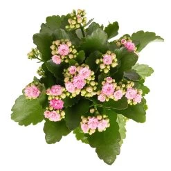 Kalanchoe 'Calandiva'®, Weiß & Rosa, Topf-Ø 12 Cm, Höhe Ca. 20-30 Cm, 6er-Set -Pflanzen Paradies Verkauf 0210350386 Kalanchoe rosa 6er Set 6xrosa 2