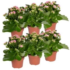 Kalanchoe 'Calandiva'®, Rosa, Topf-Ø 12 Cm, Höhe Ca. 27,5 Cm, 6er-Set -Pflanzen Paradies Verkauf 0210350386 Kalanchoe rosa 6er Set 6xrosa 5