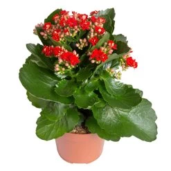 Kalanchoe 'Calandiva'®, Weiß & Rot, Topf-Ø 12 Cm, Höhe Ca. 20-30 Cm, 6er-Set -Pflanzen Paradies Verkauf 0210350387 Kalanchoe rot 6er Set 6xrot 21 3