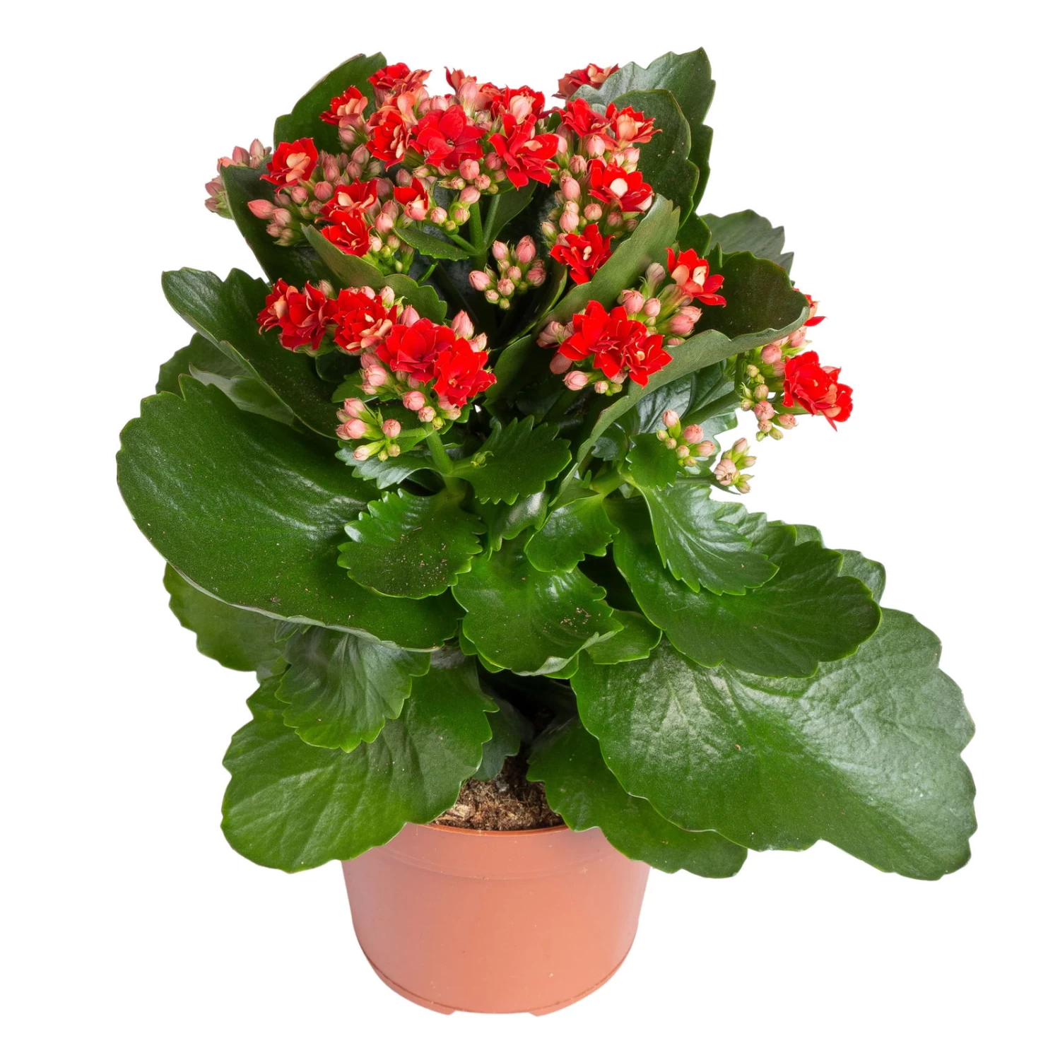 Kalanchoe 'Calandiva'®, Rot, Topf-Ø 12 Cm, Höhe Ca. 27,5 Cm, 6er-Set 5 Kalanchoe 'Calandiva'®, Rot, Topf-Ø 12 Cm, Höhe Ca. 27,5 Cm, 6er-Set – Bild 3