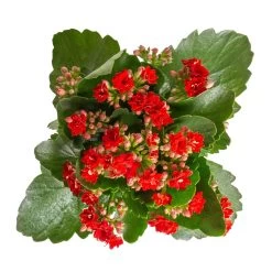 Kalanchoe 'Calandiva'®, Weiß & Rot, Topf-Ø 12 Cm, Höhe Ca. 20-30 Cm, 6er-Set -Pflanzen Paradies Verkauf 0210350387 Kalanchoe rot 6er Set 6xrot 3 3