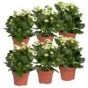 Kalanchoe 'Calandiva'®, Weiß, Topf-Ø 12 Cm, Höhe Ca. 27,5 Cm, 6er-Set -Pflanzen Paradies Verkauf 0210350388 Kalanchoe weiss 6er Set 6xweiss