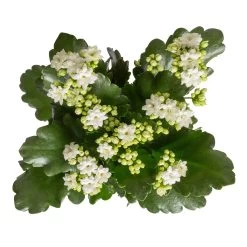 Bestseller -Pflanzen Paradies Verkauf 0210350388 Kalanchoe weiss 6er Set 6xweiss 1 3