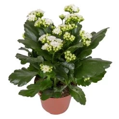 Kalanchoe 'Calandiva'®, Weiß, Topf-Ø 12 Cm, Höhe Ca. 27,5 Cm, 6er-Set -Pflanzen Paradies Verkauf 0210350388 Kalanchoe weiss 6er Set 6xweiss 2 2