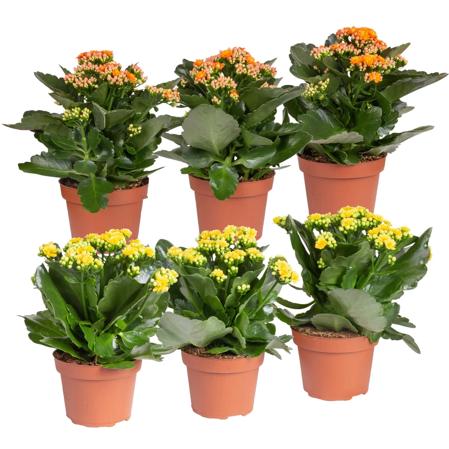 Kalanchoe 'Calandiva'®, Gelb&orange, Topf-Ø 12 Cm, Höhe Ca. 20-30 Cm, 6er-Set 3 Kalanchoe 'Calandiva'®, Gelb&orange, Topf-Ø 12 Cm, Höhe Ca. 20-30 Cm, 6er-Set