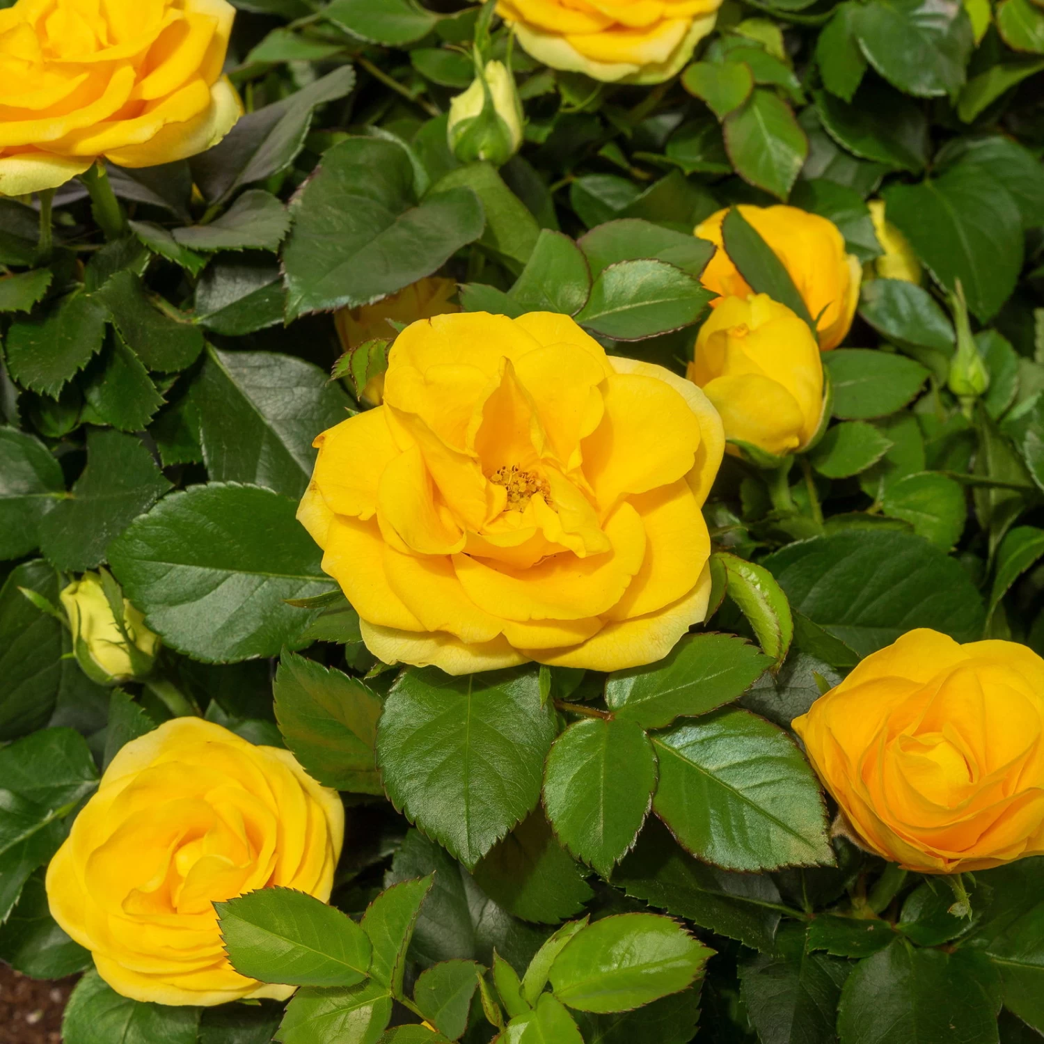 Rose Patio, Gelb, Topf-Ø 13 Cm, 6er-Set 4 Rose Patio, Gelb, Topf-Ø 13 Cm, 6er-Set – Bild 2