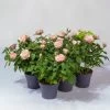 Rose Patio, Rosa, Topf-Ø 13 Cm, 6er-Set -Pflanzen Paradies Verkauf 0210550254 Rose Patio T13 6er Set rosa WS 1