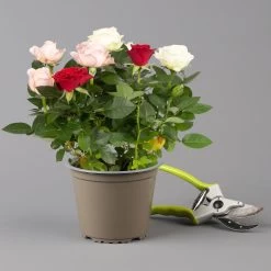 Rose 'Infinity' Rosa-weiß & Rot, Topf-Ø 14 Cm, 2er-Set 9 Rose 'Infinity' Rosa-weiß & Rot, Topf-Ø 14 Cm, 2er-Set -Pflanzen Paradies Verkauf 0210550267 rosen trio gemischt 6 122765