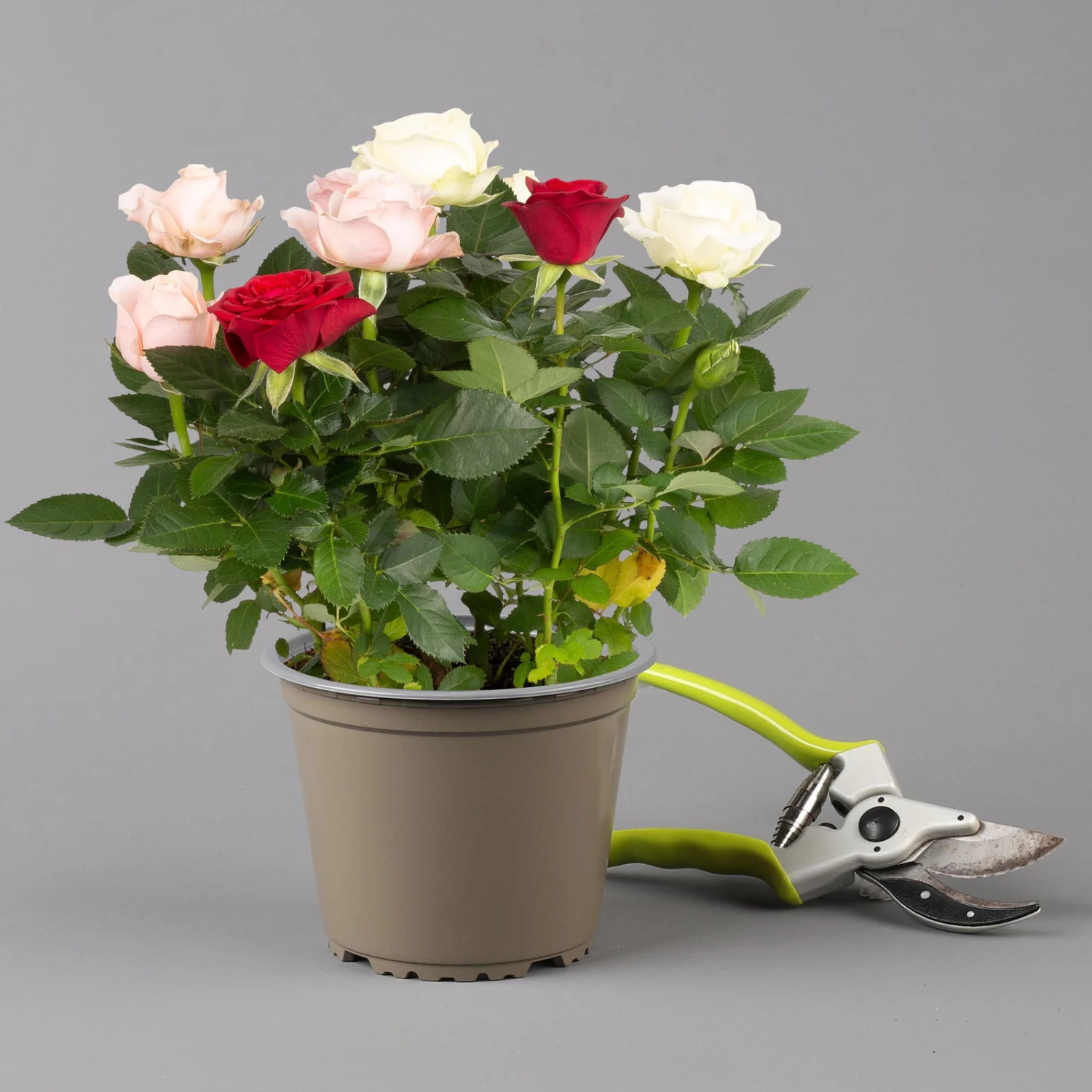 Rose 'Infinity' Rosa-weiß & Rot, Topf-Ø 14 Cm, 2er-Set 5 Rose 'Infinity' Rosa-weiß & Rot, Topf-Ø 14 Cm, 2er-Set – Bild 3