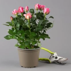 Rose Dunkelrosa, Topf-Ø 14 Cm, 2er-Set -Pflanzen Paradies Verkauf 0210550298 rose dunkelrosa 1 122904