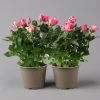 Rose Dunkelrosa, Topf-Ø 14 Cm, 2er-Set -Pflanzen Paradies Verkauf 0210550298 rose dunkelrosa 2 122903