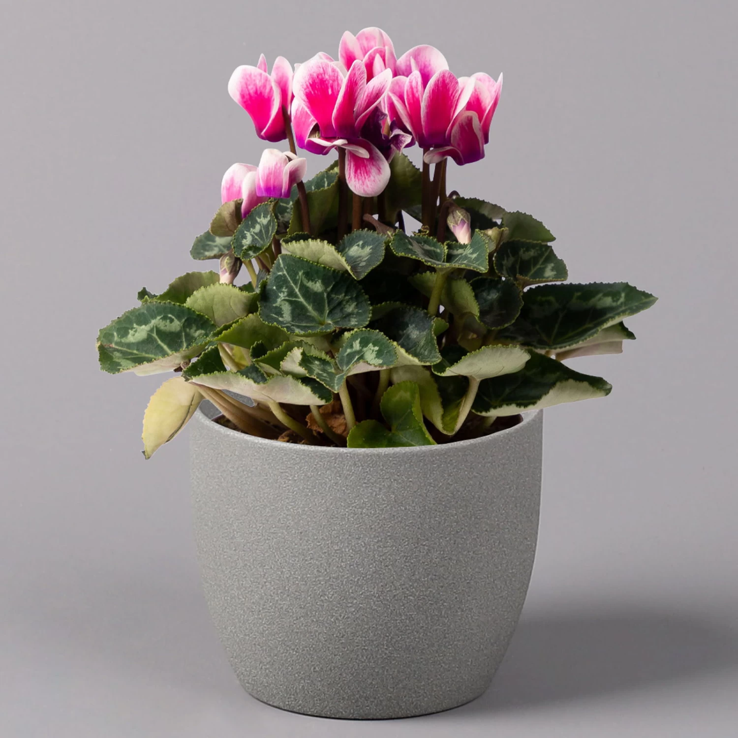 Alpenveilchen 'Picola Shine', Weiß-violett, Topf-Ø 10,5cm, Höhe Ca 23cm, 6er-Set 4 Alpenveilchen 'Picola Shine', Weiß-violett, Topf-Ø 10,5cm, Höhe Ca 23cm, 6er-Set – Bild 2