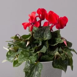 Alpenveilchen, Rot, Topf-Ø 10,5 Cm, Höhe Ca. 23 Cm, 6er-Set -Pflanzen Paradies Verkauf 0210600490 Cyclamen Mix T10 6er Set 2 115235
