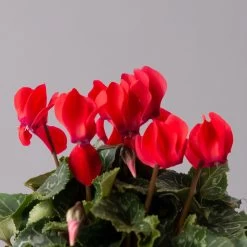 Alpenveilchen, Rot, Topf-Ø 10,5 Cm, Höhe Ca. 23 Cm, 6er-Set -Pflanzen Paradies Verkauf 0210600490 Cyclamen Mix T10 6er Set 4 115237