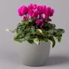 Alpenveilchen, Lila, Topf-Ø 10,5 Cm, Höhe Ca. 23 Cm, 6er-Set -Pflanzen Paradies Verkauf 0210600490 Cyclamen Mix T10 lila 6er Set 1 115224